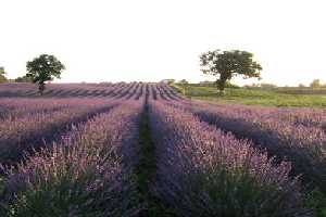 We are continually refining and adding to our portfolio of Nice Places to stay in Italy, so visit our site regularly to find somewhere just that little bit special. All our places to stay are presented with photos and descriptions taken and selected by us personally to give an impression as true to the reality as we can. All places are chosen by our team here in Italy for their combination of price, quality, charm and location. We work in partnership with family run hotels, guest houses and self-catering accommodations. This is NOT an unverified 'web portal' or online directory - we select only those places which we believe make excellent places to base a 1 week holiday or longer.